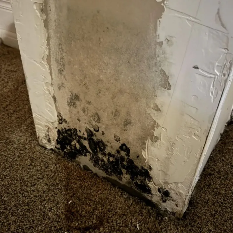 Professional Mold Removal in Paw Paw, MI